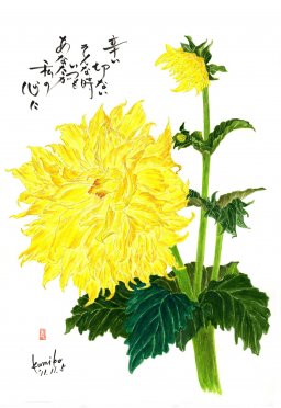 黄ダリア　花言葉「感謝」