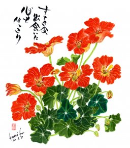 キンレンカ　花言葉「期待」