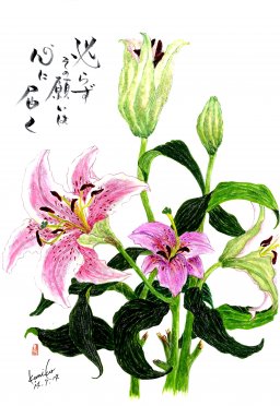 ピンク百合　花言葉「無垢」