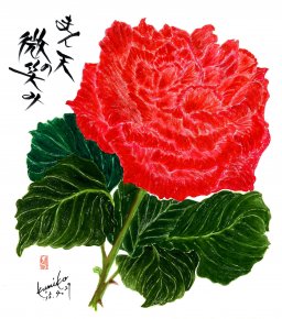 大きな赤い薔薇　花言葉「爽やか」