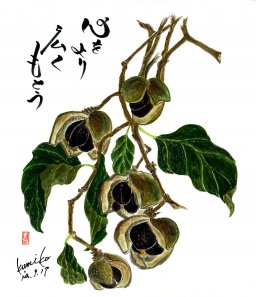 椿の種　花言葉「控えめの優しさ」