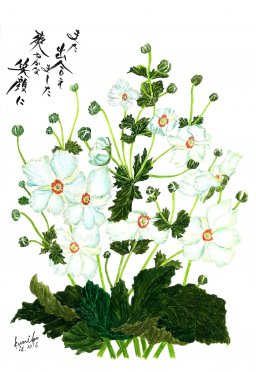 秋明菊　花言葉「忍耐」