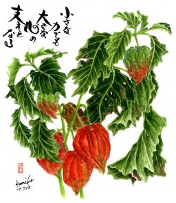 鬼灯（ほおずき） 花言葉「心の平安」