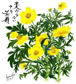 キバナコスモス(黄花秋桜) 花言葉「謙虚」