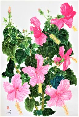 コーラルピンクハイビスカス 花言葉「華やか」