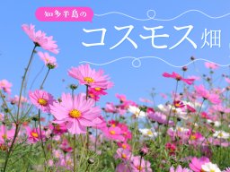 【2026年版】知多半島で秋を楽しむ！コスモスが見られるおすすめスポット