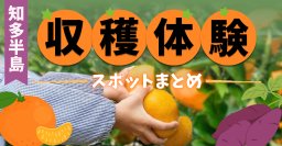 知多半島の秋の味覚・フルーツ狩り完全ガイド｜エリア別おすすめ農園・体験施設まとめ