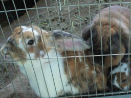 半田市・雁宿公園でウサギに会える！【2023年開運ウサギめぐり】