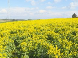 春の訪れを感じる！南知多の「観光農園 花ひろば」で菜の花が見頃