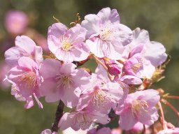 見頃のピーク間近！南知多町の聖崎公園へ河津桜を見に行こう