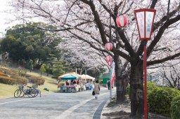 東海市大池公園の桜まつりが始まる！夜桜ライトアップも必見