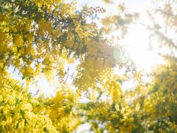 ミモザ満開！桜も花咲く「大府みどり公園」は春の名所【ぶらり、じもふぉと。】