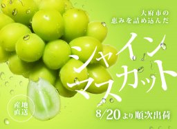 【8/20より順次配送】高糖度！大府市直送の「朝採れシャインマスカット」を通販で／ちたまるショッピング