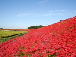 彼岸花が咲き誇る「ごんの秋まつり」が半田市で9/20(水)～10/4(水)開催