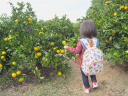 2歳児を連れて、知多半島 美浜町の「ミカン狩り」に行ってみた