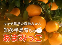 【期間限定】糖度11.5度以上のブランドミカン「あまみっこ」予約受付中／ちたまるショッピング