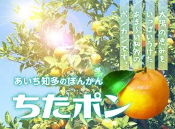 【期間限定】愛知県・知多半島産 冬の柑橘「ちたポン」予約受付中／ちたまるショッピング