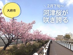 河津桜が美しい！四季が身近に感じられる二ツ池公園【穴場公園#11】