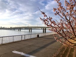 今年の知多半島の梅・桜は開花が早い!?実際に行ってみた最新レポート
