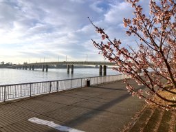 今年の知多半島の梅・桜は開花が早い!?実際に行ってみた最新レポート