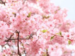 【2024年最新】知多半島 春のお花見＆桜スポット＜全58か所＞