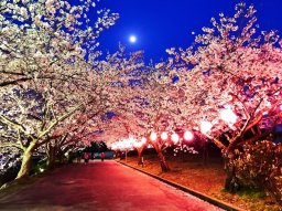 約700本の桜が咲く知多市「旭公園の桜まつり」3/23(土)～4/14(日)開催