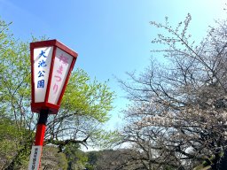 2024年4月知多半島の桜開花状況は？開花速報を東海市・大池公園からレポート