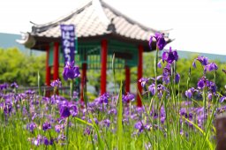 フォトコンも実施！阿久比町で「花かつみまつり」開催中 イベントは6/8(土)・9(日)に