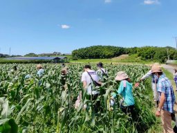 トウモロコシ収穫体験が大府市「げんきの郷」で7/6(土)・7/7(日)に開催！
