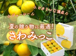 7月・8月限定！知多半島の夏ミカン「さわみっこ」ギフトや贈り物にも最適／ちたまるショッピング