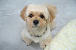 犬・猫・小動物OK！JR大府駅スグのホテル＆トリミングサロン「ONE LUKE大府店」／ちたまる広告