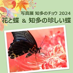 写真展 知多のチョウ 2024 花と蝶 ＆ 知多の珍しい蝶