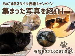 【大募集中】猫の日特別キャンペーン「ねこまるスタイル」で集まった可愛いネコたちの写真を紹介！