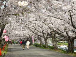 約700本の桜と美味しいグルメも！知多市で「旭公園の桜まつり」3/22(土)～4/6(日)開催
