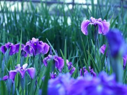 初夏を感じる花散策！東海市で「大池公園花しょうぶまつり」が5/19(月)～6/8(日)開催中