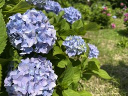 6月上旬は何分咲き？梅雨シーズンこそ訪れたい、東海市「上野台公園」のアジサイ園へ行ってみた