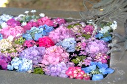 東海市「熊野神社」で夏の体験！茅の輪くぐりとアジサイの花手水に癒されて【ぶらり、じもふぉと。#18】
