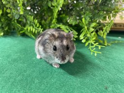 可愛いハムスターも仲間入り！ハリネズミや○○○○○にエサやり体験できる南知多ビーチランド「ZOOっともパーク」