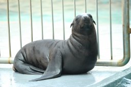 南知多ビーチランドでアシカの赤ちゃん誕生！名前は「イチハ」に決定