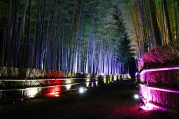 知多市で“嵐山”と錯覚!?ちたの竹林で「ウインターイルミネーション」が12/6(土)・12/7(日)に開催