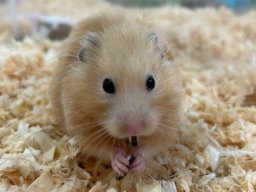 【開店】可愛い動物にエサやり体験も！リソラ大府で動物とふれあえる「いきもの探検隊」が10/24(金)オープン