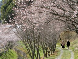 この時期に桜の花見!?和太鼓演奏やよさこい披露もある知多市「大興寺四季ざくら祭り」が12/7(日)開催