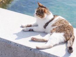 2/22は猫の日！知多半島で楽しむ“ネコ”イベント＆スポット特集｜猫の日まとめ2026