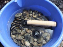 【2026年最新】愛知県・知多半島の潮干狩り場まとめ｜開催状況をチェック