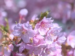 大府市「二ツ池公園」の河津桜が見頃に！「二ツ池公園さくらまつり」は3/15(日)まで開催