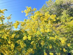「大府みどり公園」のミモザは今週末が見頃！駐車場は混雑も“第4駐車場”が狙い目