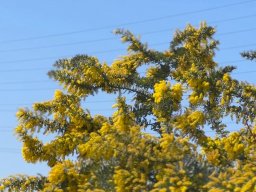 ミモザの穴場スポット!?今が見頃のミモザを知多市「メディアス公園七曲」で発見