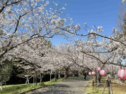 夜桜ライトアップやキッチンカーも！知多市で「旭公園 桜まつり」3/24(火)～4/12(日)開催