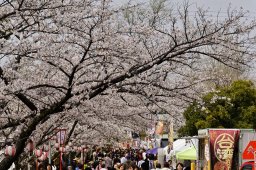 桜が見頃に！知多半島で開催中の桜イベント3選｜キッチンカーや桜ライトアップも
