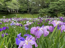 新緑の中に咲く可憐な花姿を堪能！東海市で「大池公園花しょうぶまつり」が5/18(月)～6/7(日)開催中
